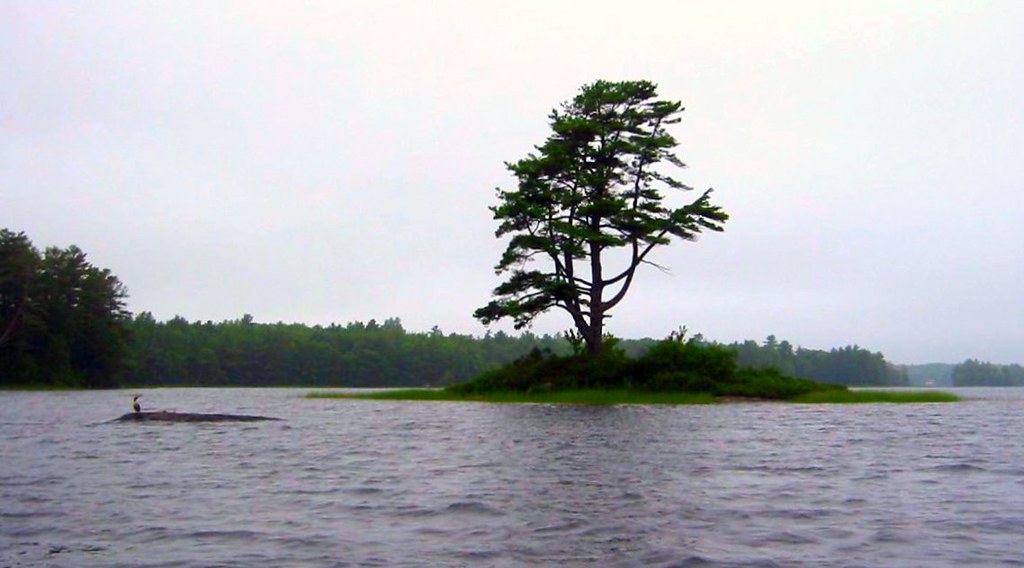 Pemaquid Pond island with one tree Usable with attribution… Flickr