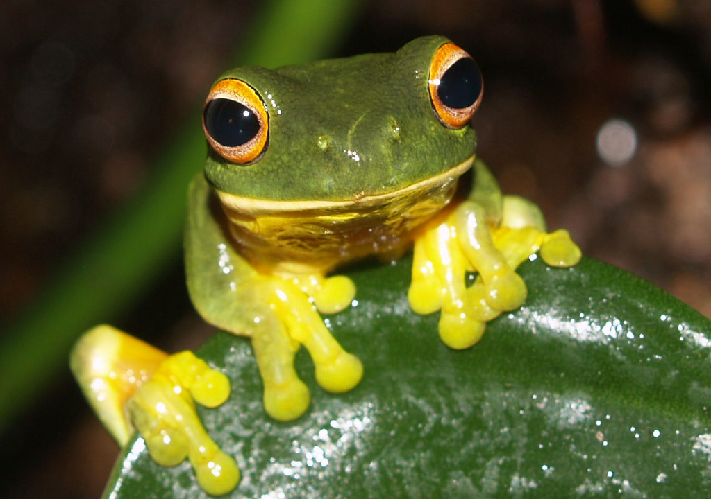 orange eyed green tree frog these are very small frogs,abo… Flickr
