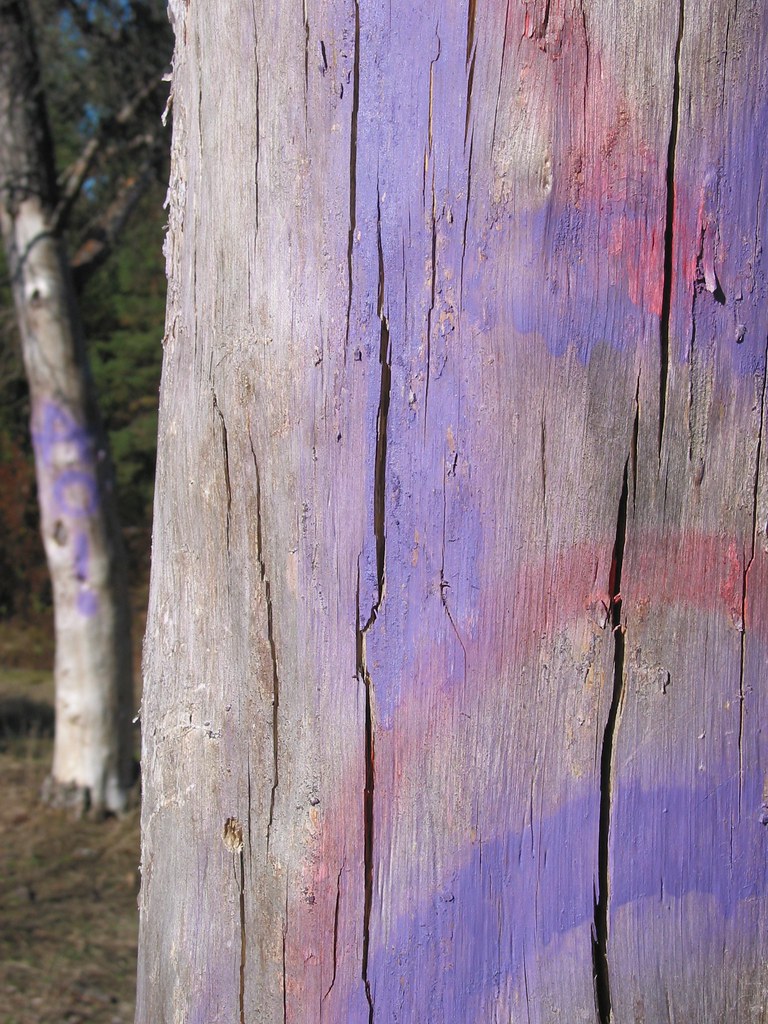 AOI A pair of old pines dressed in the new shiny outfits. Flickr