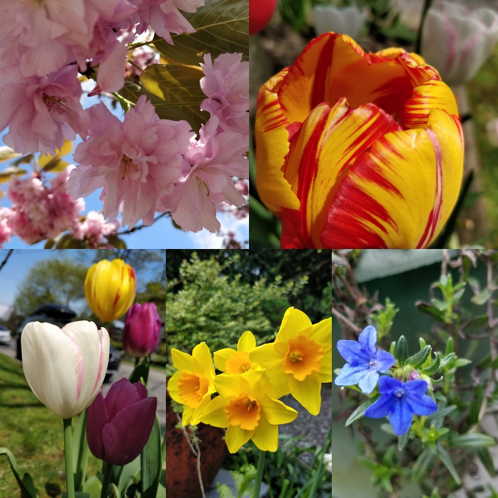 Spring flowers in Mount Pleasant Ruth Hartnup Flickr