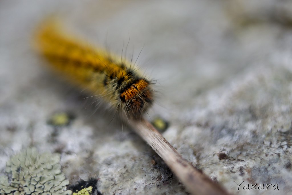 C'est la chenille qui redemarre Macro d'une chenille, rest… Flickr
