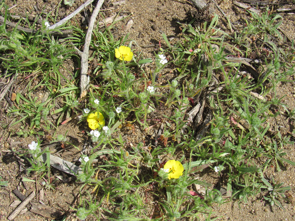 IMG_7414 California sun cup and popcorn flower fingmeow Flickr