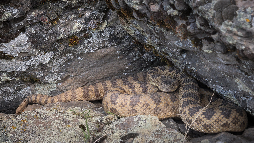 Adult Great Basin Rattlesnake 1 Idaho Bannock County, I… Flickr