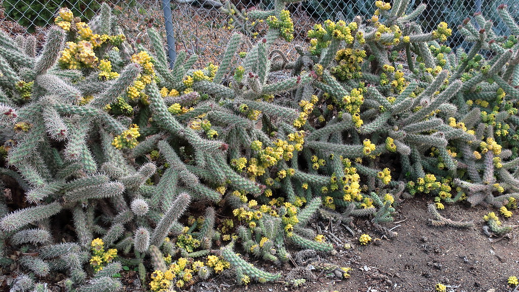180323 005 Waterwise Botanicals Nursery, Bonsall CA Succ… Flickr