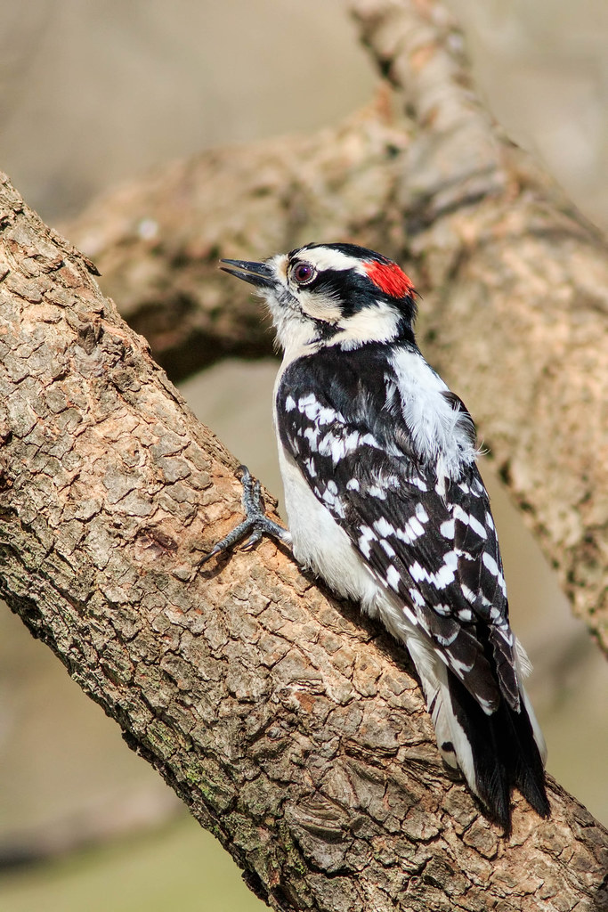 Woodpeckers Flickr