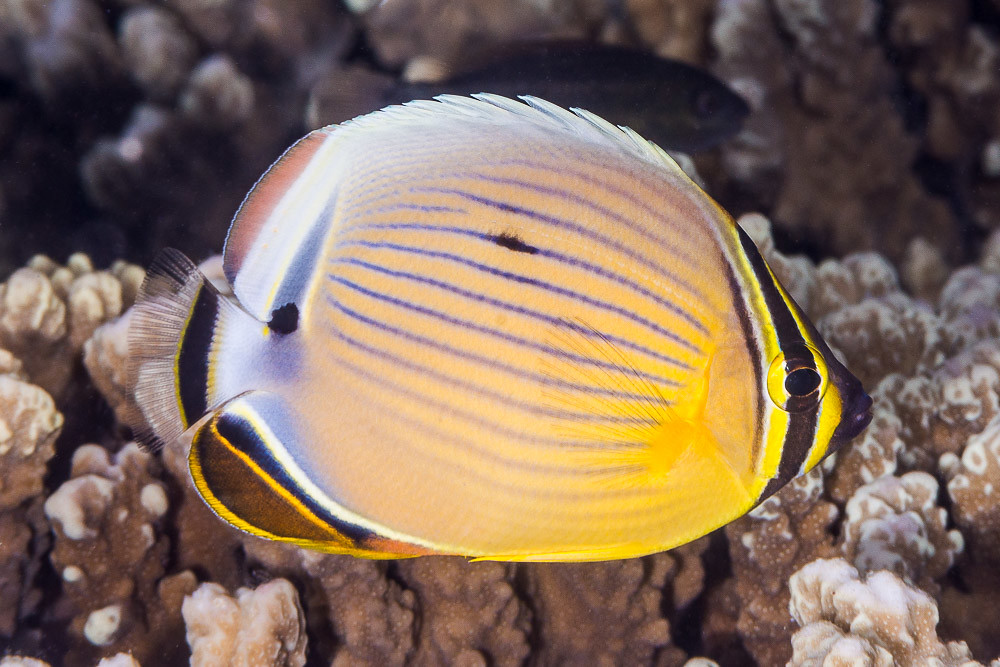 Redfin Butterflyfish, subadult Chaetodon lunulatus Flickr