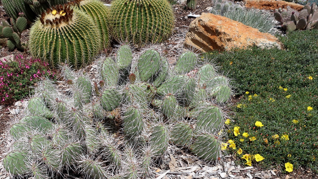 180323 012 Waterwise Botanicals Nursery, Bonsall CA Succ… Flickr