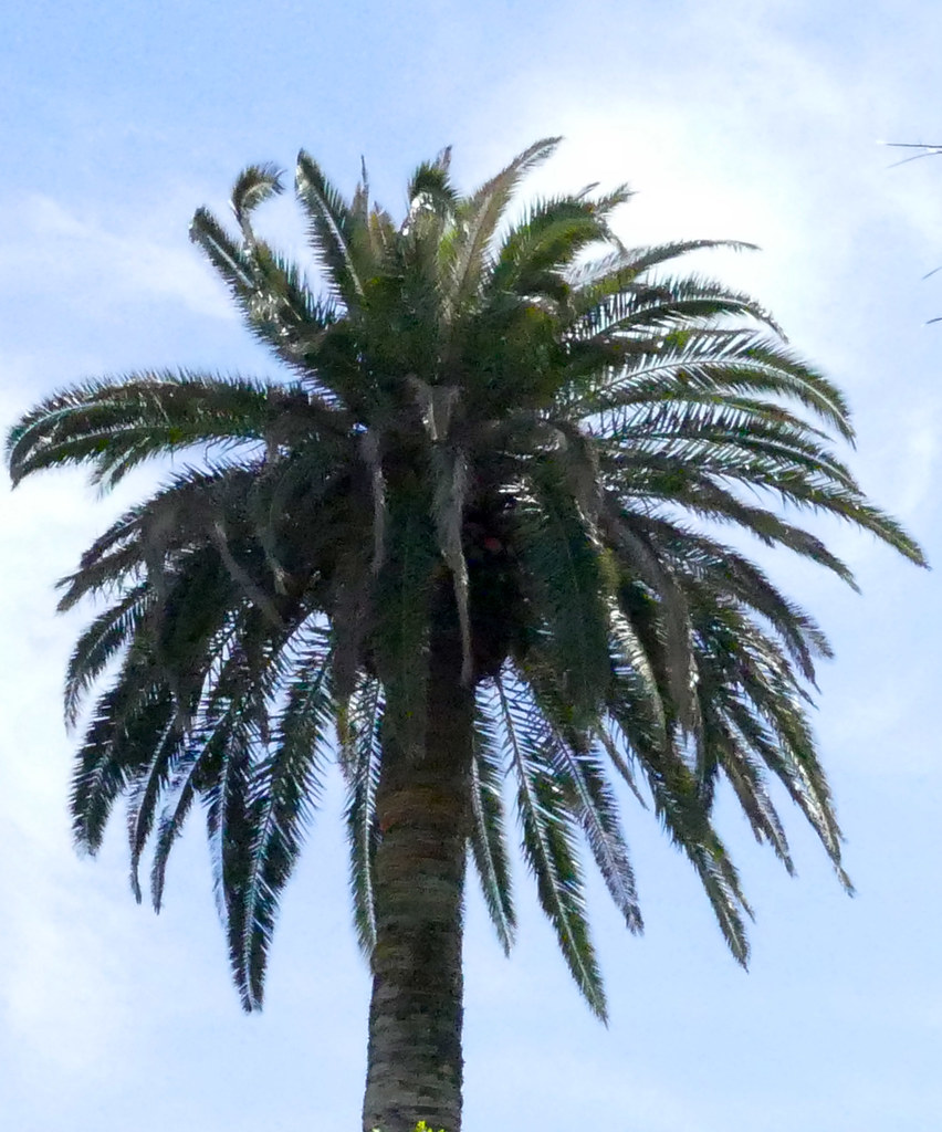 trip to galveston island; farmer's market palm tree 318* Flickr
