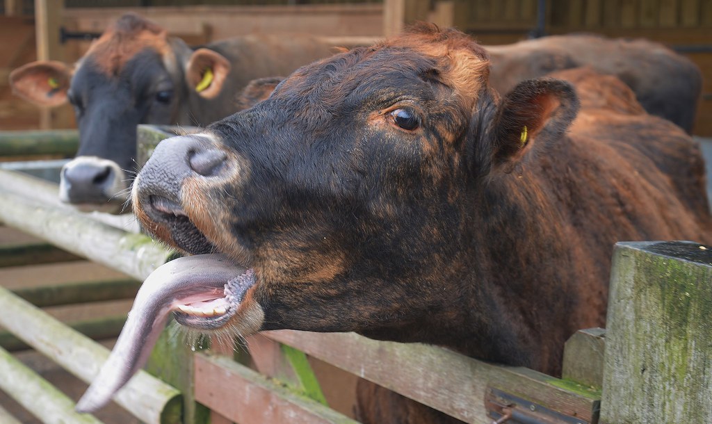 Two Jersey Cows, Christmas Tree Farm, Downe, Kent Barry Marsh Flickr