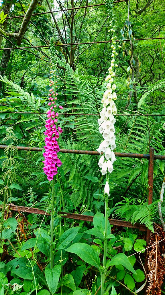Fox gloves D thomson Flickr