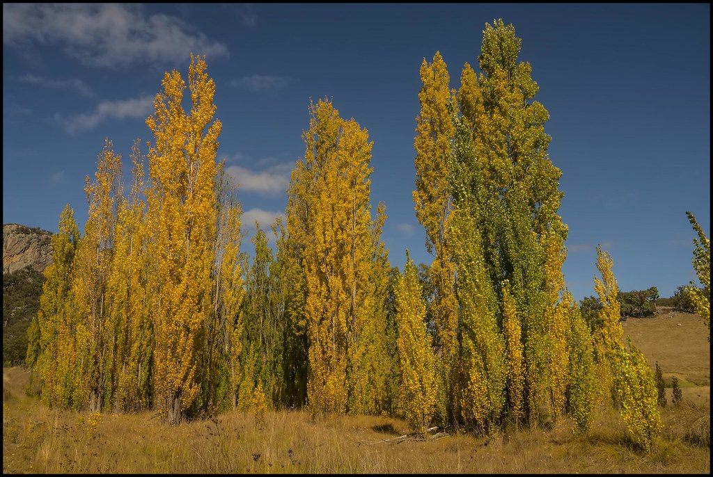 Poplar Trees by New England Highway1= Poplar Trees by New… Flickr