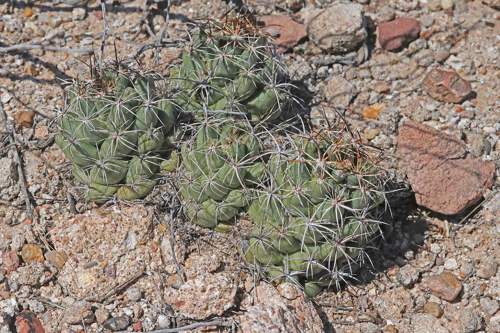 CAE011800a Nipple Beehive Cactus east of RIncon, Dona Ana … Flickr
