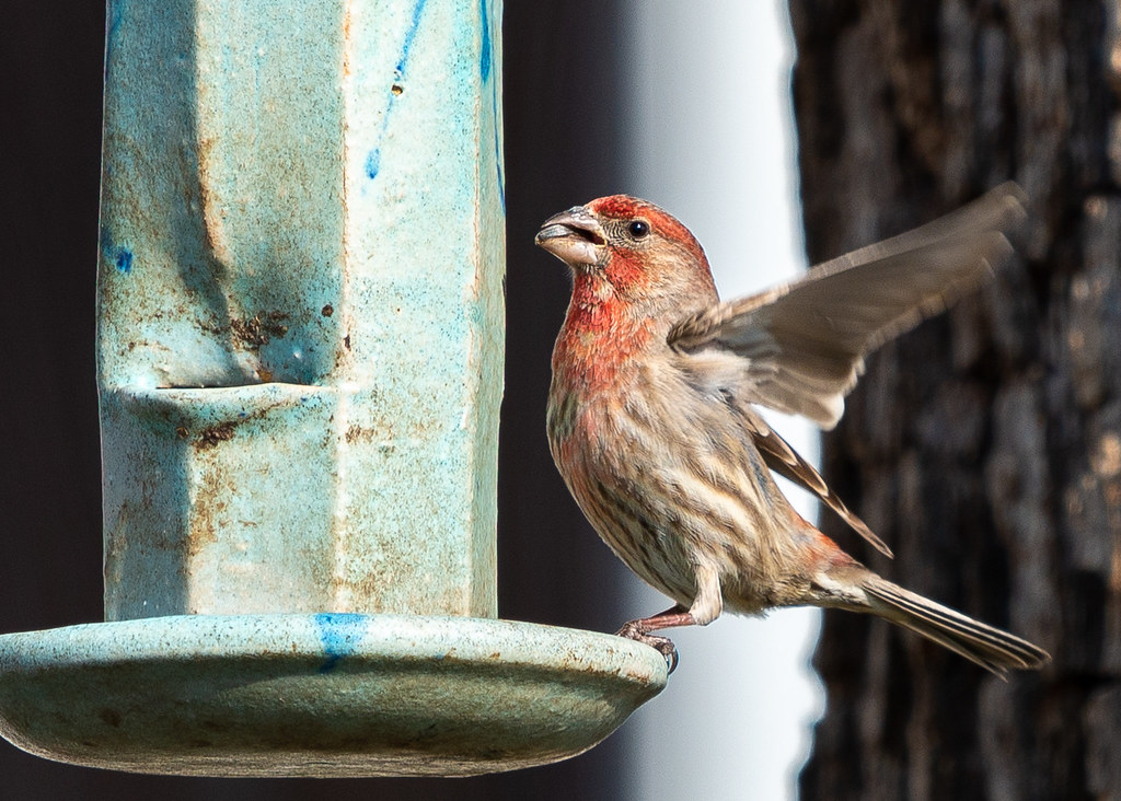 House Finch Mouth too full to chirp! Mariano 57 Flickr