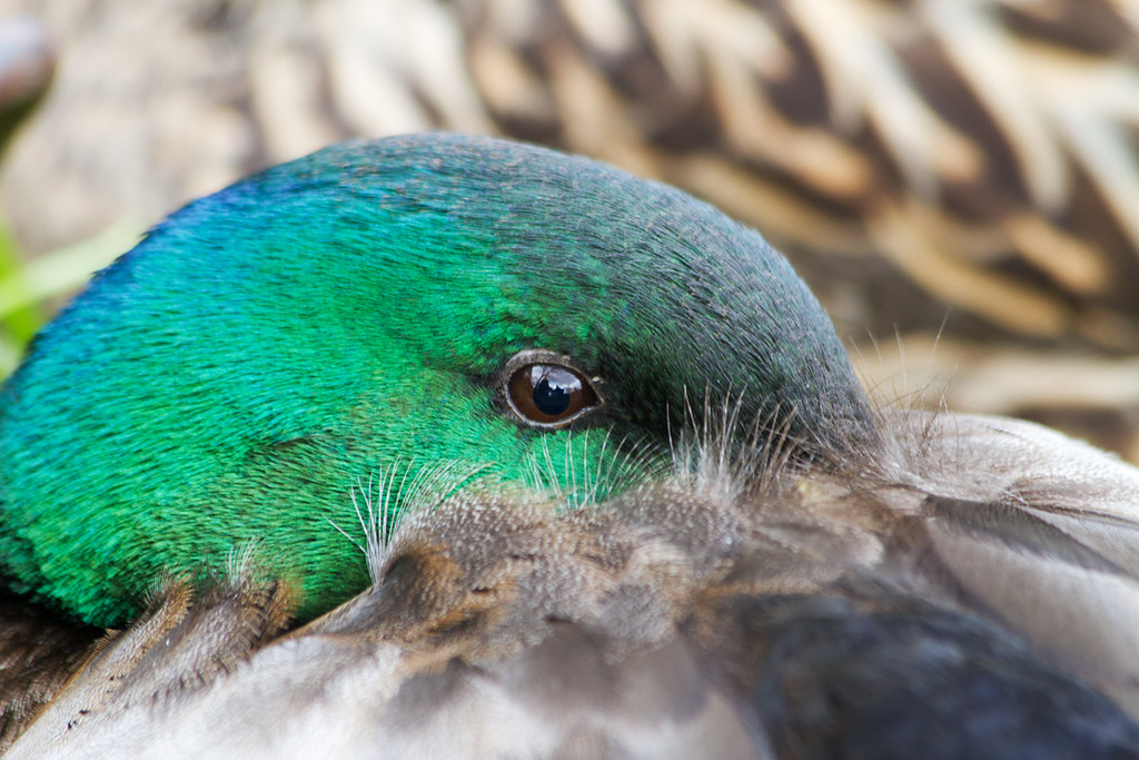 Watchful eye Resting Mallard duck, male (Anas platyrhyncho… Flickr