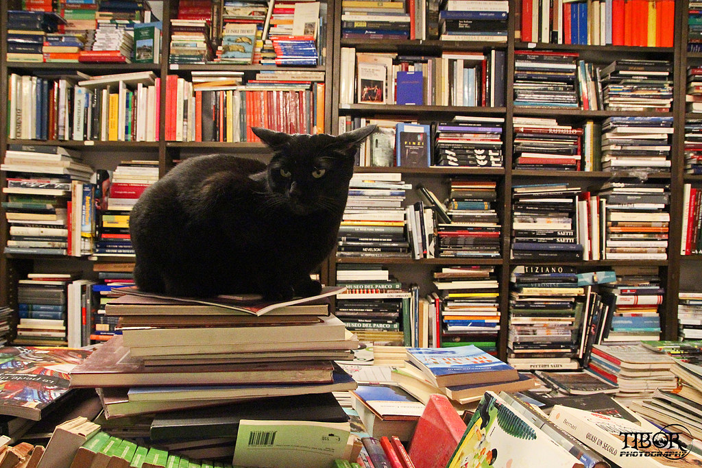 Cat in bookstore A black cat in the bookstore Libreria Acq… Flickr