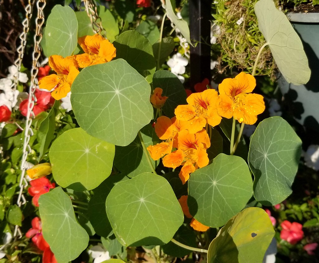 Nasturtiums in the morning happy Summer or Winter Flickr