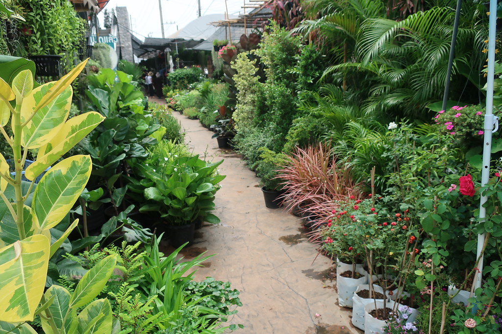 Siam Orchid Center, Plant Market Or Tor Kor, Bangkok a photo on