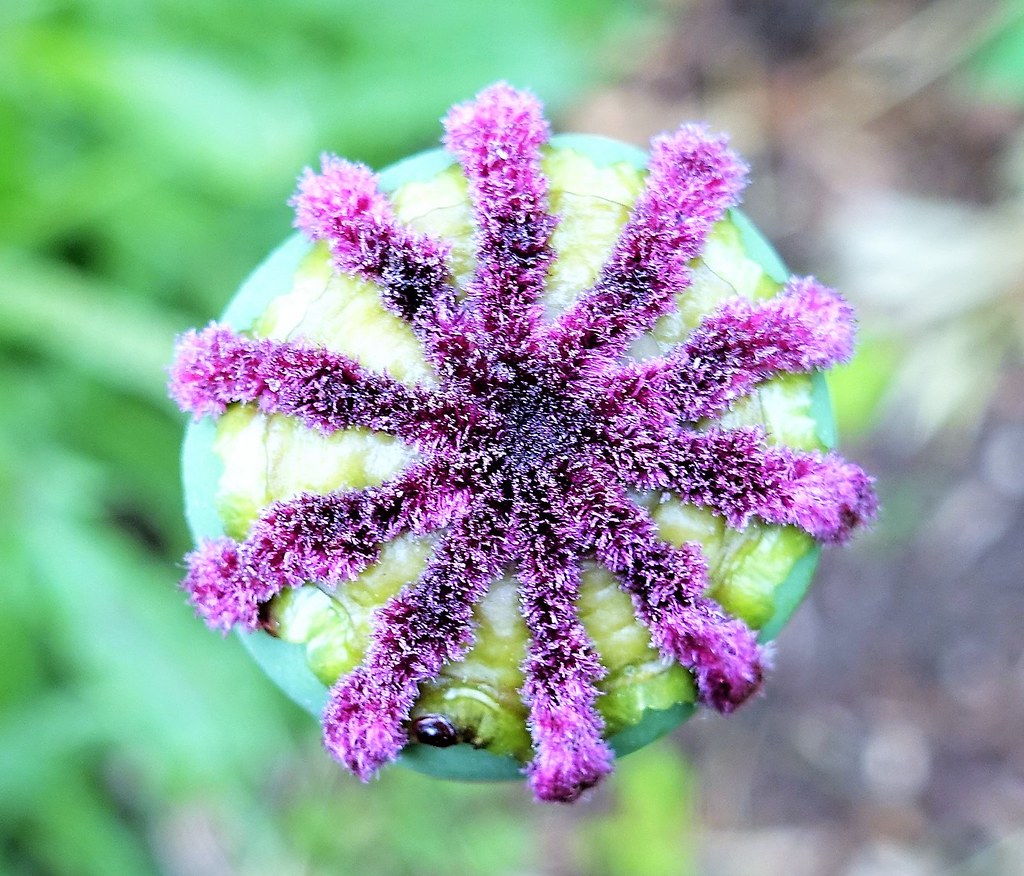 Poppy seed head Lorn Dey (Lena the Hyena) Flickr