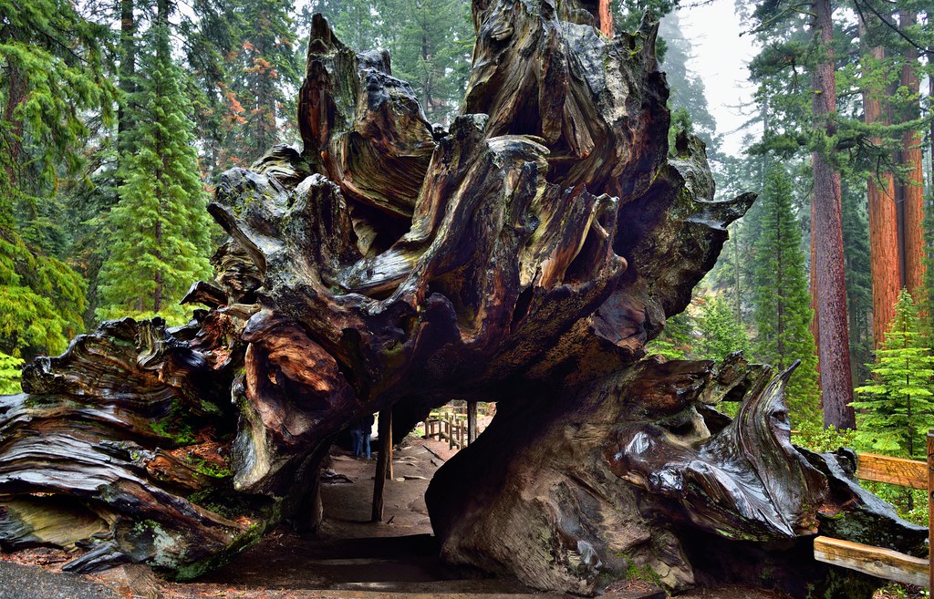 Elevation of Whitaker Forest, California, USA Topographic Map Altitude Map