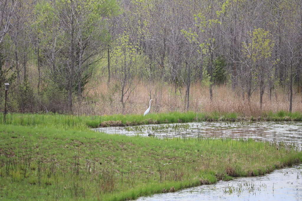 Egret Jelke Creek Bird Sanctuary j.miner Flickr