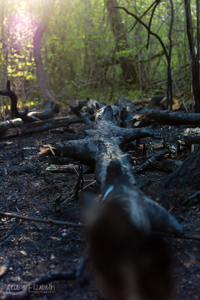 Young cubs in the forrest NotreDamedeLourdes, MB explo… Flickr