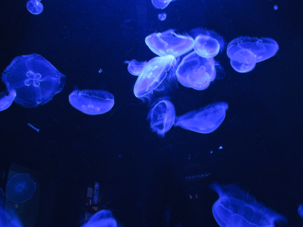 National Aquarium (Baltimore) Matt's Adventures In Pics Flickr