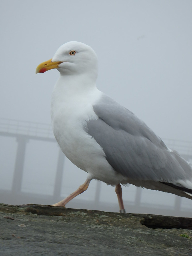 Stepping Out Herring Gull on Whitby pier Glass Horse 2017 Flickr