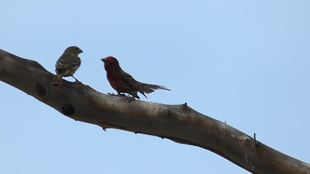 House finch dance , Female not impressed 00083 Tony Provenzano Flickr