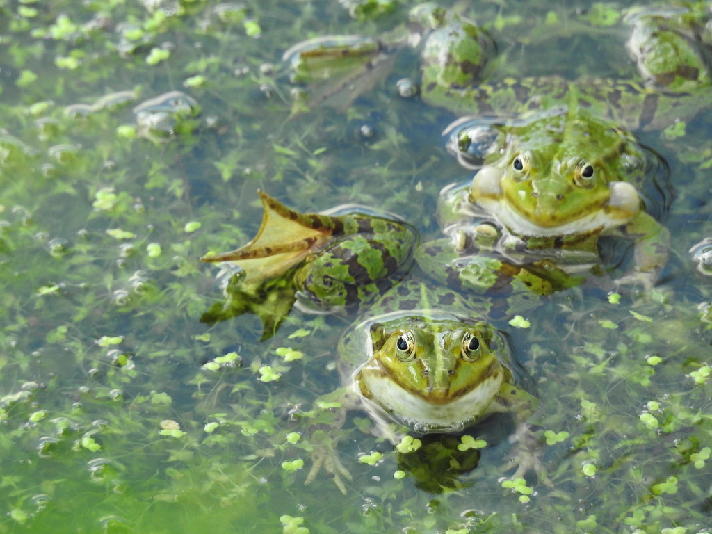 frogs mating Alicja Flickr