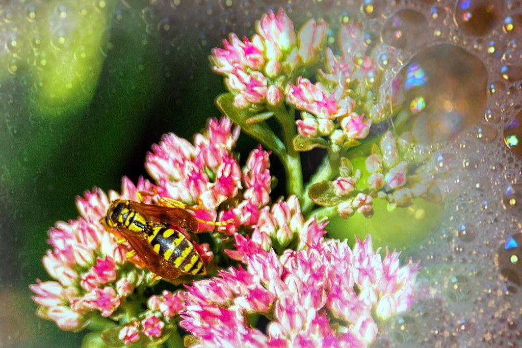 Lake Placid New York Flower and Wasp Macro The sunflow… Flickr