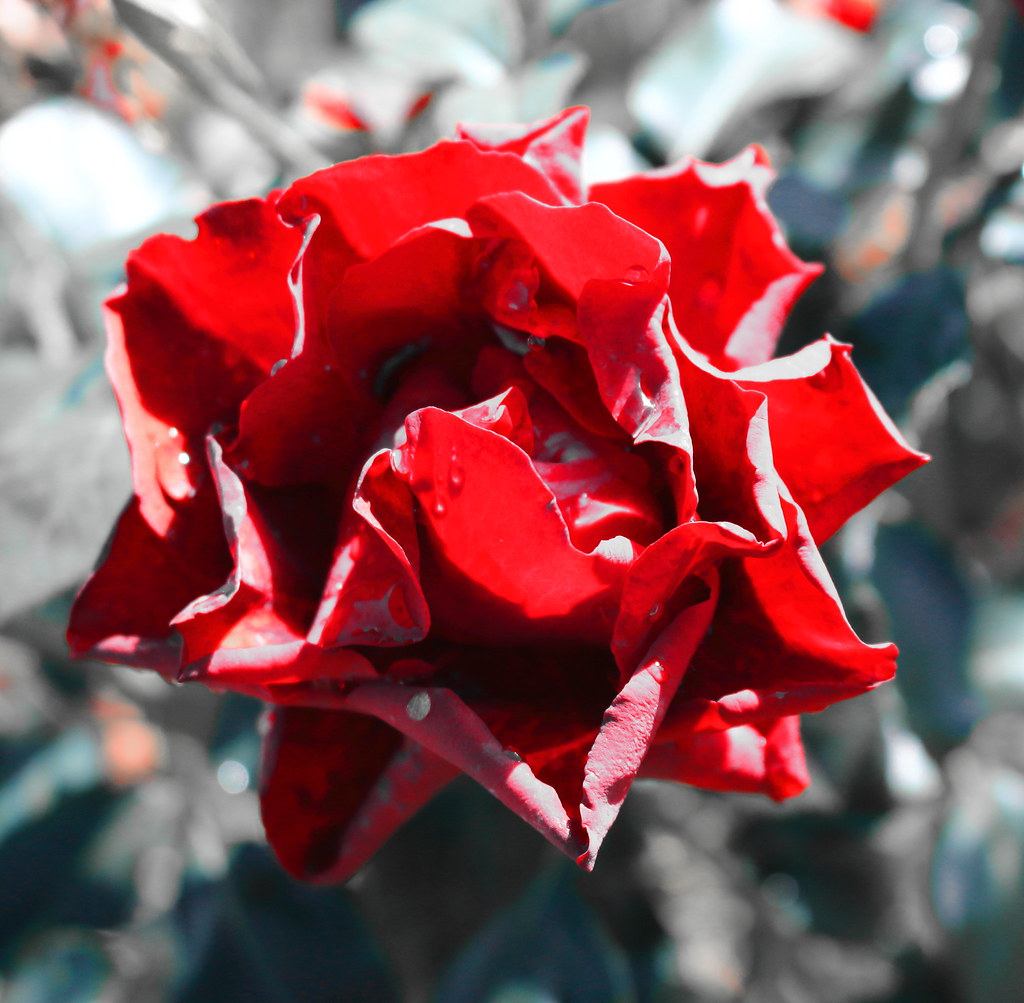 Red rose. Colour selection. Te Awamutu Rose Gardens NZ. Flickr