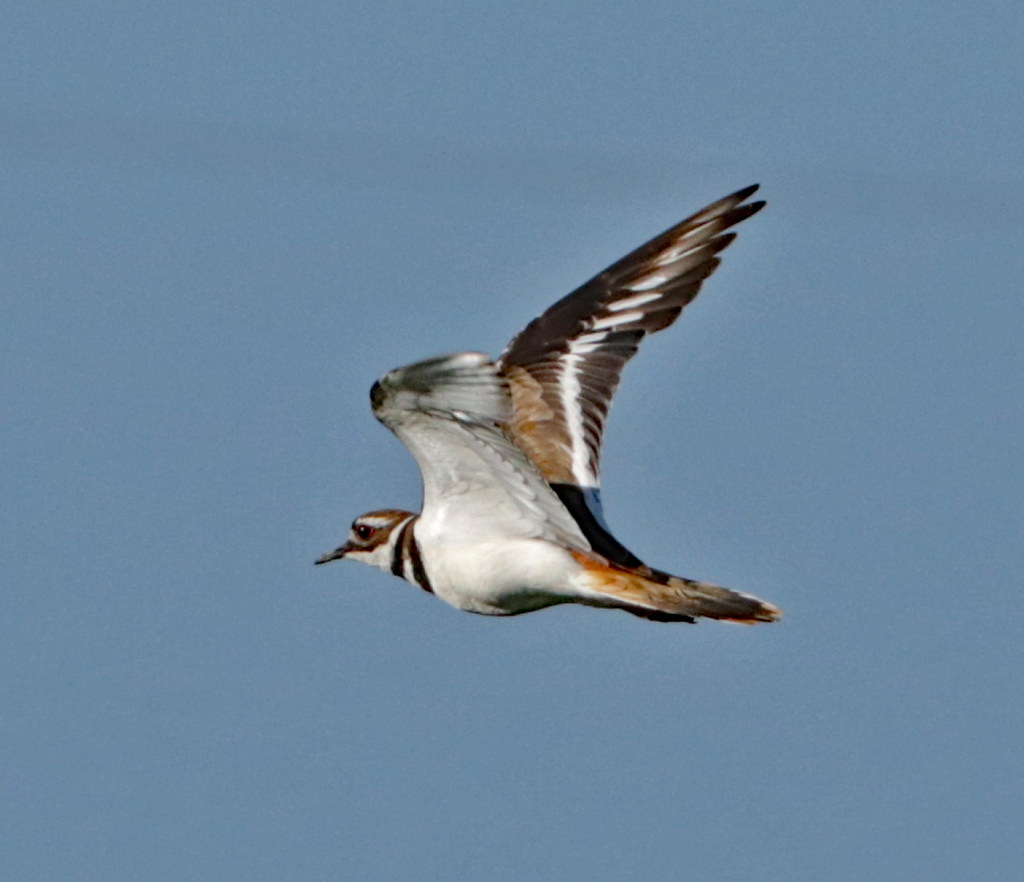 Killdeer Fly Medium Larger June 18 2018 Scott DeMoss Flickr