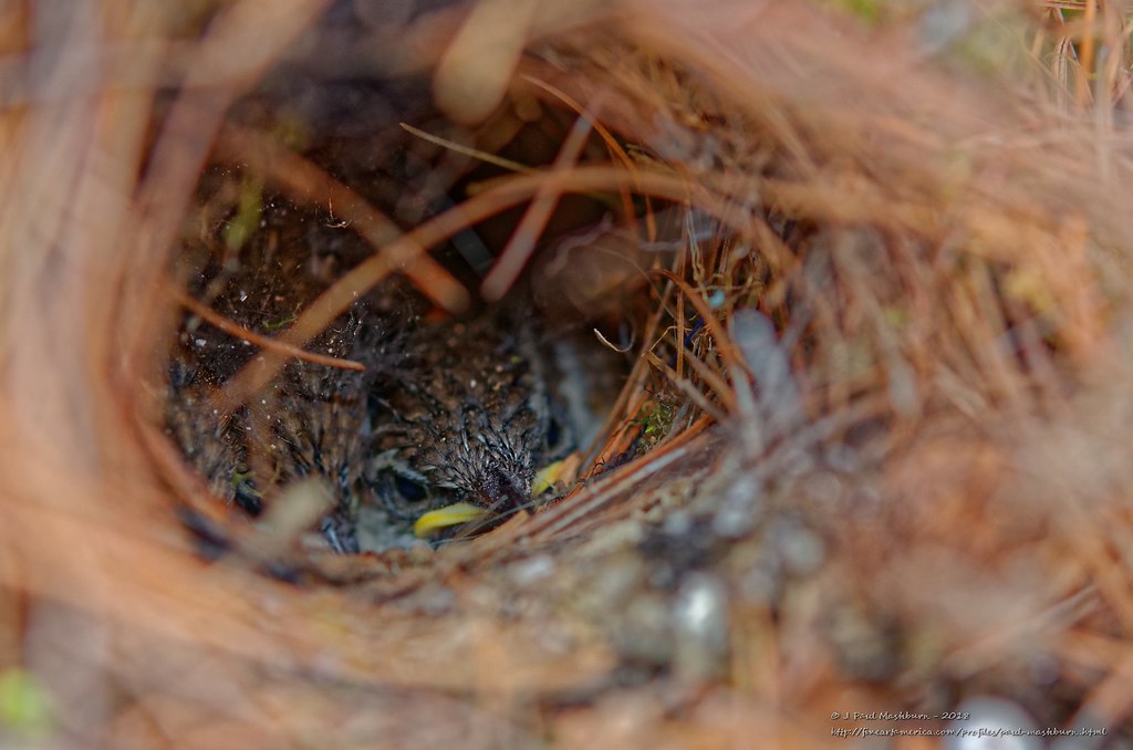 Carolina Wren_Thryothorus ludovicianus Wren babies nesting… Flickr