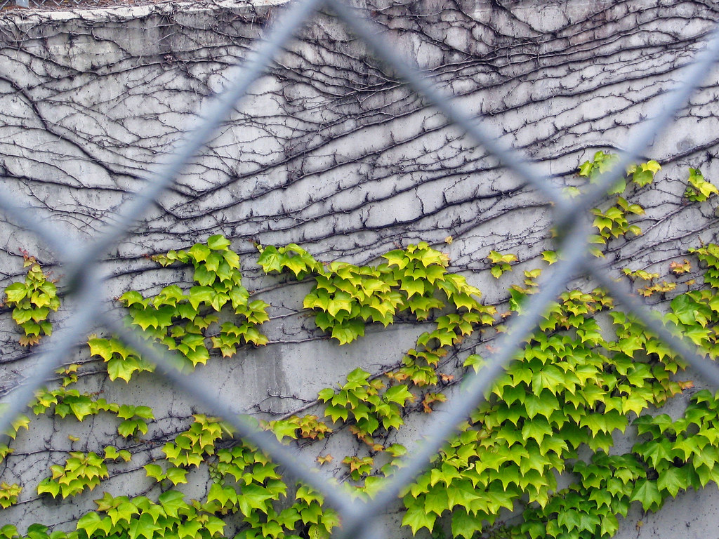 Ivy 3 Ivy seen through a chain link fence. Palo Alto, Cali… Flickr