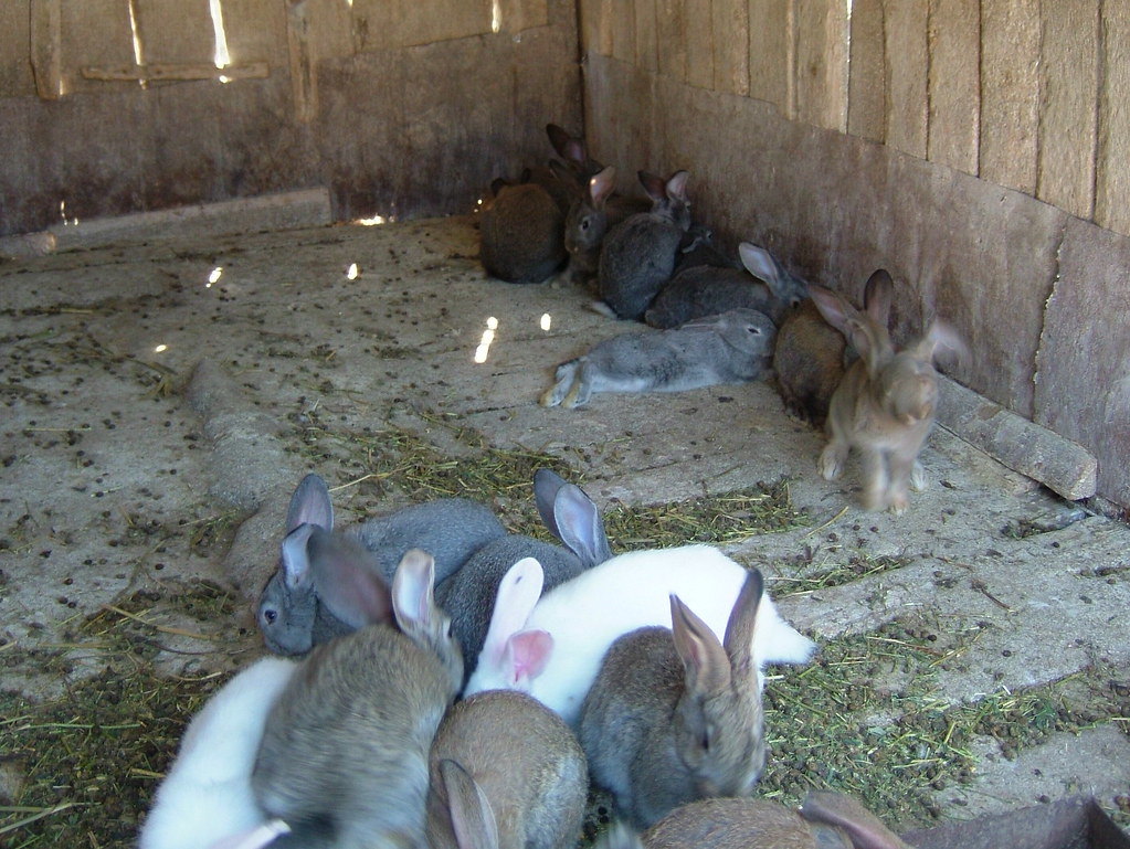 baby rabbits move into a new home Ann Merrill Flickr