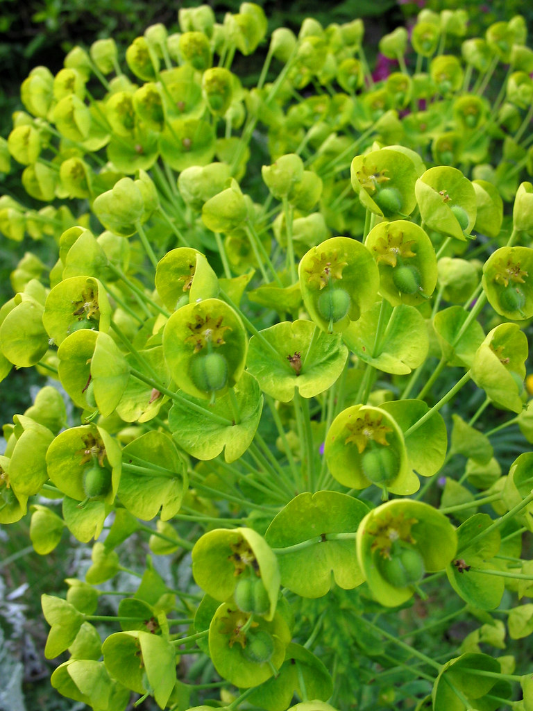 Bells of Ireland Closeup Paul Schultz Flickr