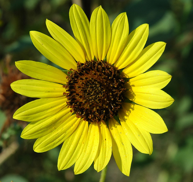 Native sunflower In August and September, we have a few mi… Flickr