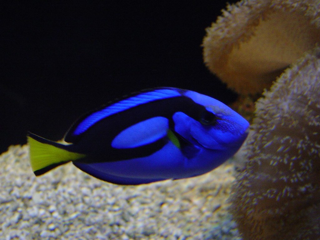 Dori Fish a photo on Flickriver