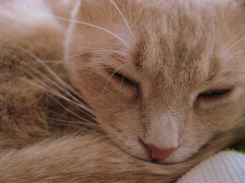 Snoozing kitten So warm and fuzzy and sleepy and CUTE! D Denise