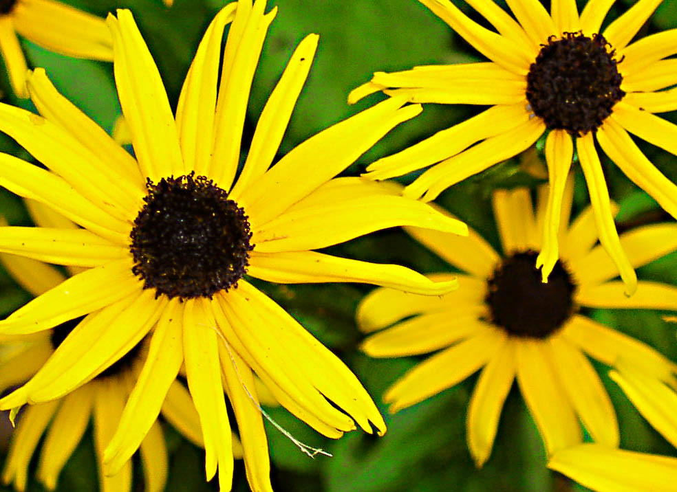 daisies close OLYMPUS DIGITAL CAMERA Ty Flickr