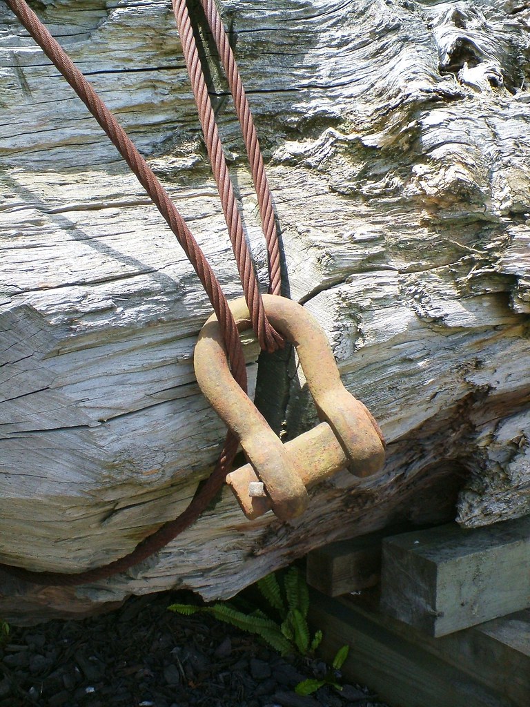 shackle Shackle on Kauri stump. On State Highway One south… Flickr