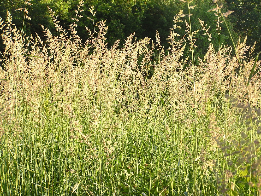 standing hay a photo on Flickriver