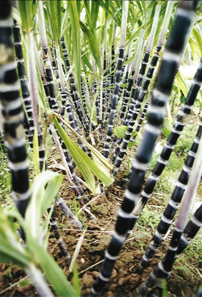 Sugar cane A parade of sugar canes between Moon Hill and Y… Flickr