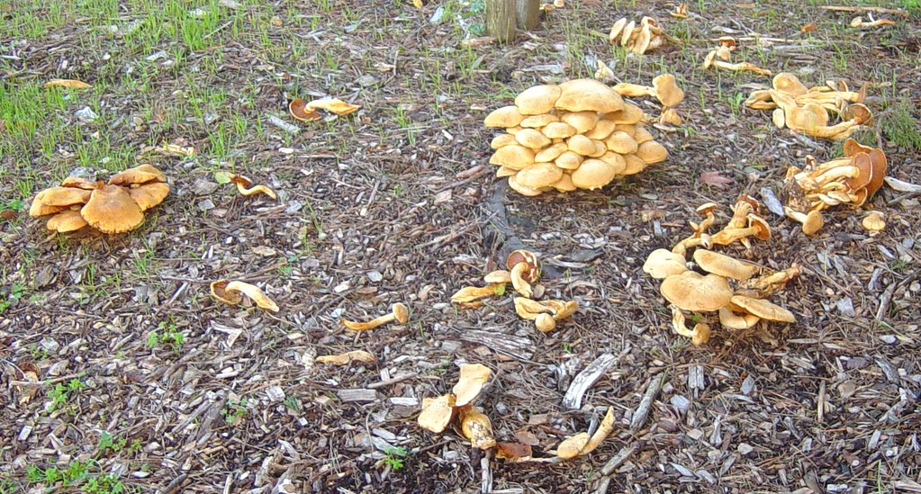 Mushroom ring in Carmel Mushrooms in a ring, Carmel, Calif… Flickr