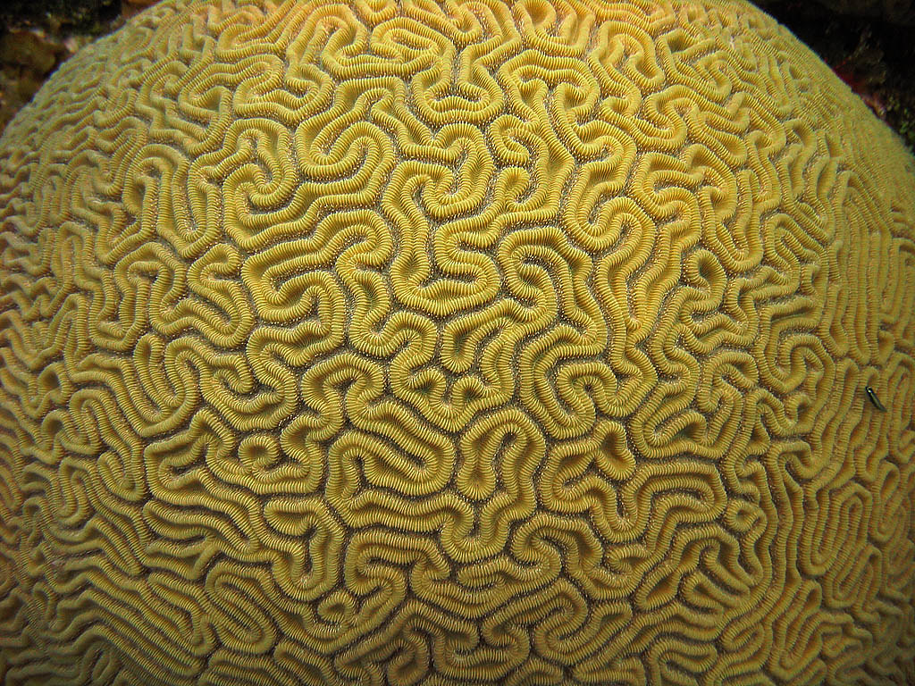Brain Coral 'Brain Coral' On Black Absolutely hea… Flickr