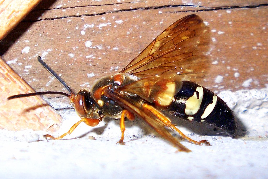 Cicada Killer Wasp It had an injured wing. They are not su… Flickr