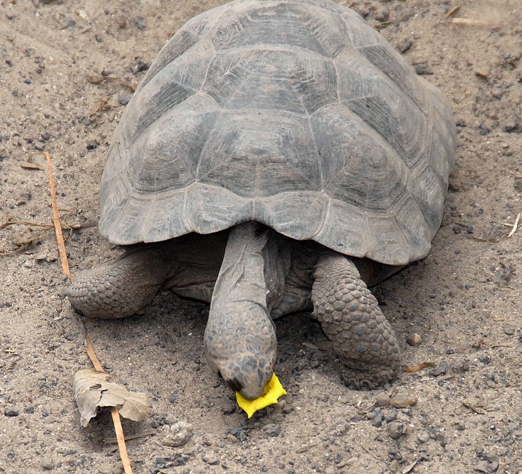 Tortoise Breeding Center They eat grass and cactus fruit, … Flickr