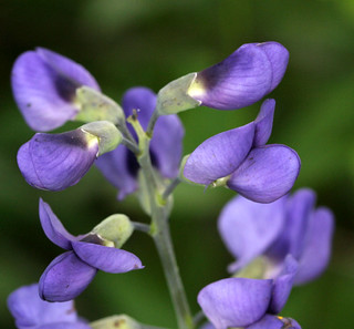 Blue Wild Indigo | Blue Wild Indigo, Baptisia australis, at … | Flickr