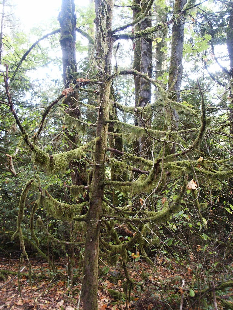 Beaver_and_Elk_Lake4506 PM skinny, brittle tree + Moss = … Flickr