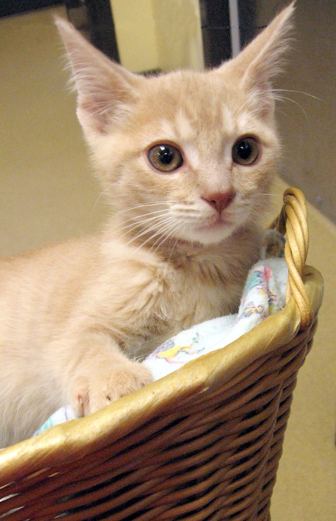 Buff, Cream, Creamsicle, Orange Tabby, Tan, Beige, Ginger Cats Flickr